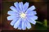 wild-flower-dolly-sods.jpg (193267 bytes)