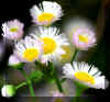 wildflowers.jpg (205508 bytes)