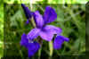 wildiris_flower.JPG (160117 bytes)