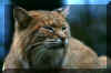 wv-bobcat-2.jpg (168701 bytes)