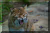wv-bobcat-3.jpg (156254 bytes)