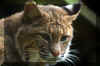 wv-bobcat-4.jpg (163279 bytes)