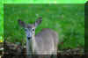 yearling-Whitetail-deer.jpg (167625 bytes)