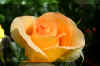 yellow-rose_flower.JPG (132070 bytes)