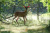 Young Buck White Tail Deer