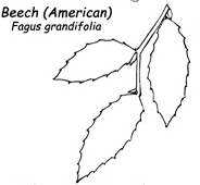 American-Beech