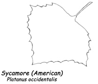 American-Sycamore-Leaf