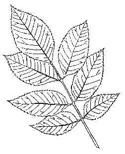 Ash-Leaf