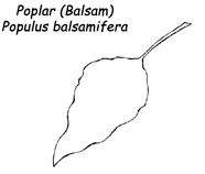 Balsam-Poplar-Leaf