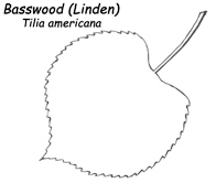 Basswood-Leaf