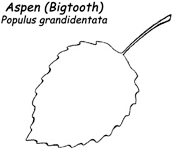 Bigtooth-Aspen-Leaf