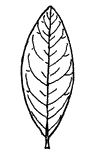 Blackgum-Leaf