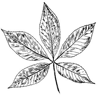 Buckeye-Leaf
