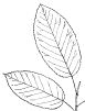 Bush-Shad-Leaf