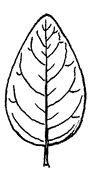 Dogwood-Leaf