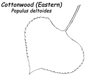 Eastern-Cottonwood-Leaf