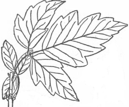 Elder-Leaf