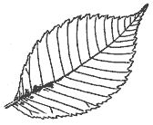 Elm-Leaf