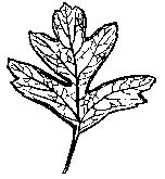 Hawthorn-Leaf