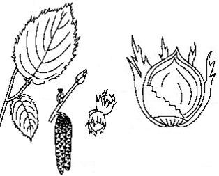 Hazelnut-leaf