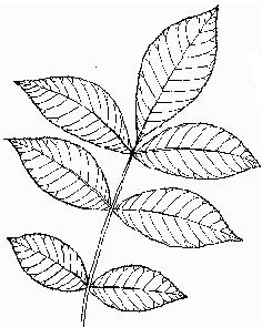Hickory-Leaf.jpg