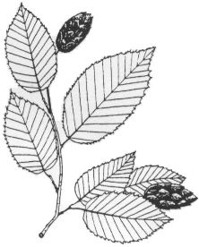 Hophornbeam-Leaf.jpg