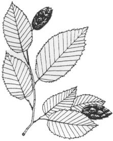 Hophornbeam-Leaf.jpg