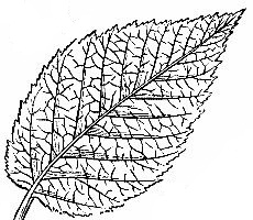 Hornbeam-Leaf.jpg