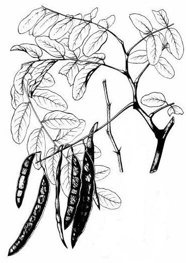 elm tree leaf identification. Locust-Tree-Leaf