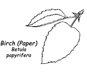 Paper-Birch-Leaf.jpg
