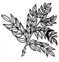 Pecan-Leaf.jpg