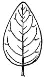 Persimmon-Leaf.jpg