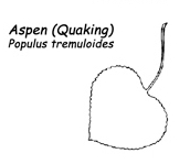 Quaking-Aspen-Leaf.jpg