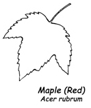 Red-Maple-Leaf.jpg