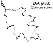 Red-Oak-Leaf.jpg