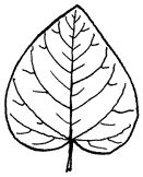 Redbud-Leaf.jpg