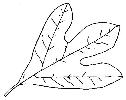 Sassafras-Leaf.jpg