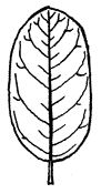 Sourwood-Leaf.jpg