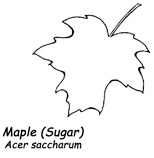 Sugar-Maple-Leaf.jpg