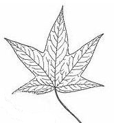 Sweetgum-Leaf.jpg