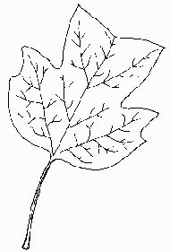 Tulip-Tree-Leaf.jpg