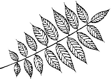 Walnut-Leaf.jpg