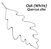 White-Oak-Leaf.jpg