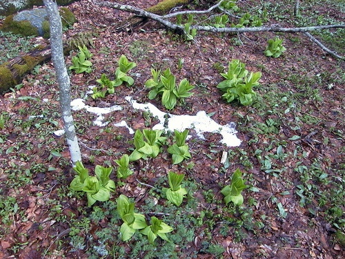 Spring Snow and Foliage