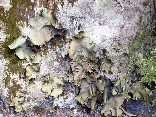 Forest Fungis Growing on Rock
