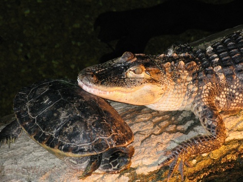 Alligator and Turtle