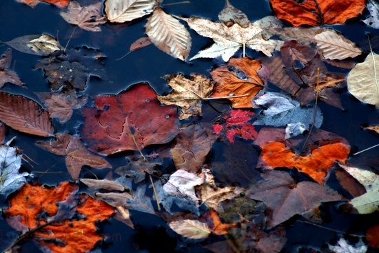 Autumn Leaves Water