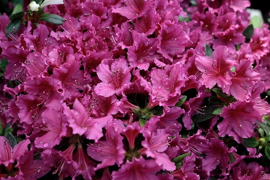 Azalea Flowers Pink