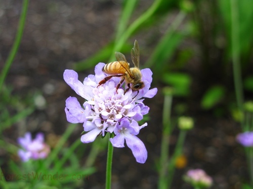 Bee Blue Flower Spring