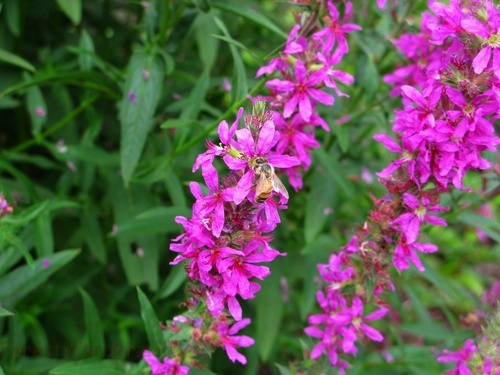 Honey Bee Pink Flower